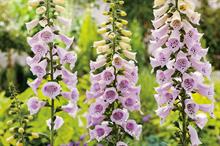D. ‘Camelot Lavender’ - credit: Floramedia